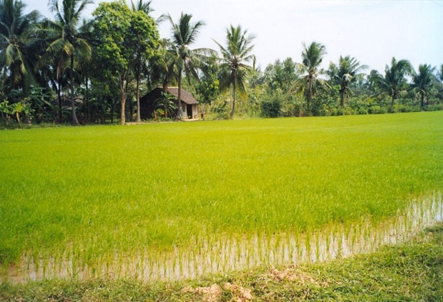 A Day Tour to Cu Chi Tunnels and Mekong Delta - Mekong Delta: A Quiet River Day With Real Rural Life