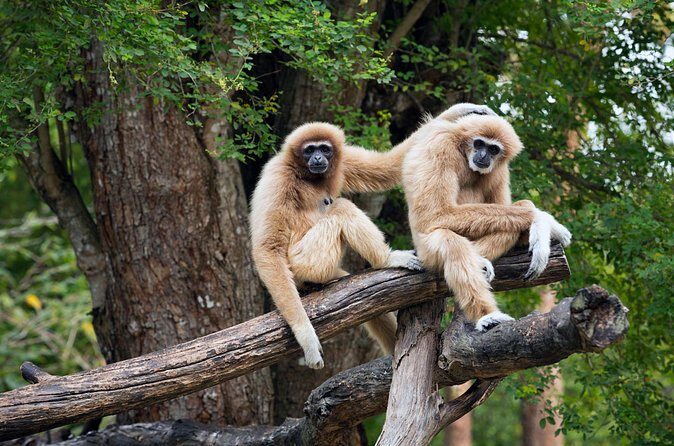 Private Tour: Cu Chi Tunnels and Cao Dai Temple - When Extra Stops Change: Wildlife, Cricket Farms, and Substitutions
